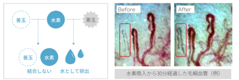 水素の効果
